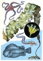 Ретро открытки - Тепловодные обитатели Белого моря.