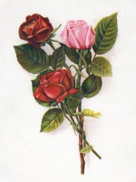 Ретро открытки - Розы 1955-56