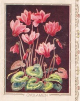 Ретро открытки - Розовые цикламены