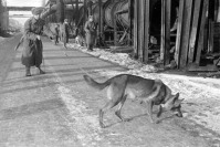 Будапешт - Советские саперы с собаками-миноискателями за разминированием территории завода 