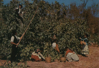 Португалия - Алгарви. Сбивание инжира с деревьев и сбор урожая