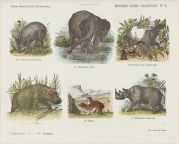 Пресса - Копытные животные, слон, бегемот, носорог