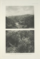 Разное - Борнейский дом белохвостого фазана Уайттледа, 1918-1922
