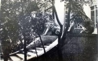 Саратов - Парадная лестница со львами бывшего особняка И.П.Шмидта