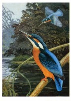 Ретро открытки - Обыкновенный зимородок.