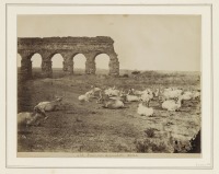 Рим - Стадо буйволов на фоне акведука в окрестностях Рима