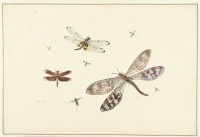 Картины - Стрекозы, мухи и комары