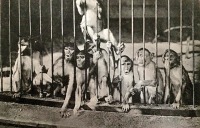 Калининград - Кёнигсбергский зоопарк. Клетка с обезьянами.