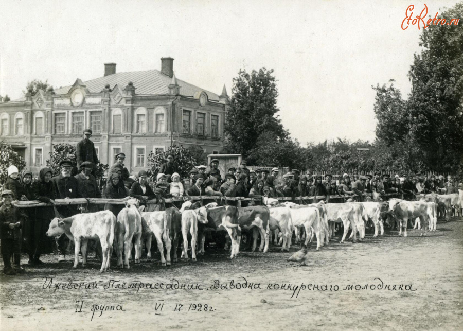 Спасск-Рязанский - Село Ижевское. Ижевский племрассадник. Выводка конкурсного молодняка II группы.