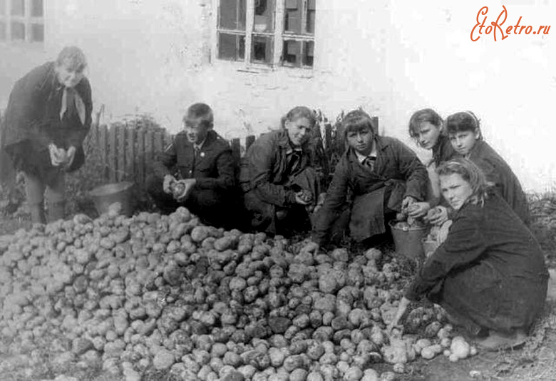 Шацк - Село Ямбирно. Шацкий р-н. Школьники на переборке картофеля.