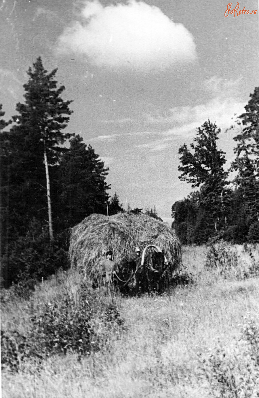 Кадом - Заготовка сена.