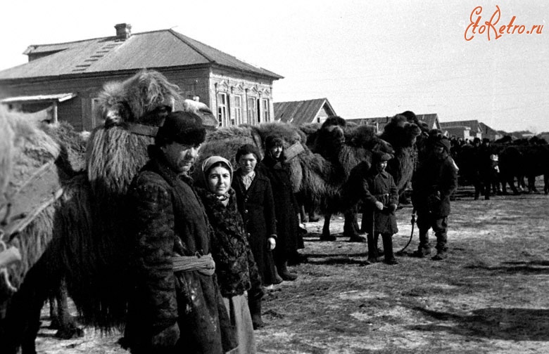 Саратовская область - Подготовка тягловой силы (верблюдов) к весеннему севу в колхозе им.Горького