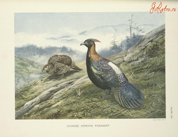 Разное - Китайский фазан Lophophorus ihuysii, 1918-1922