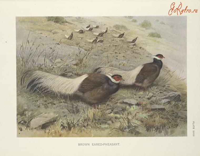Разное - Коричневый ушастый фазан, 1918-1922
