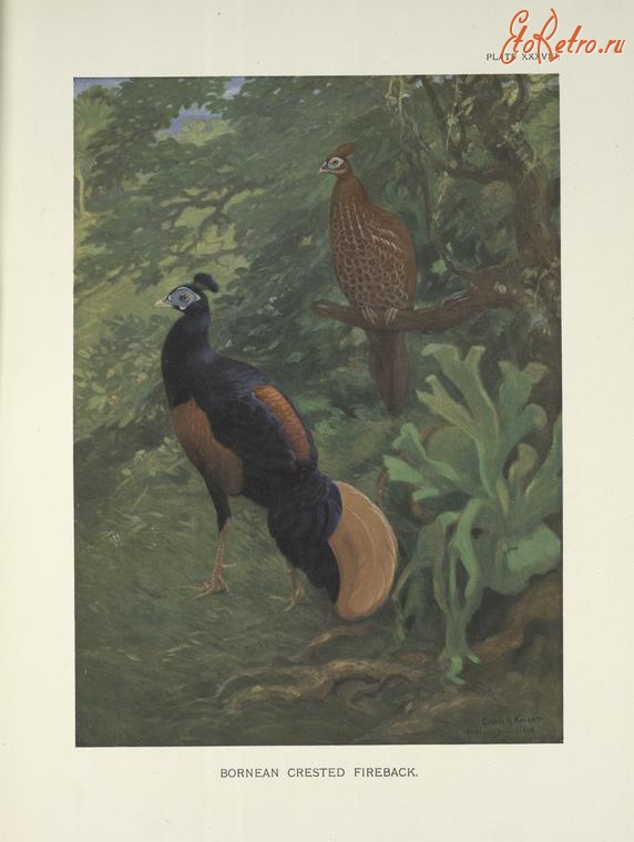Разное - Борнейская хохлатая огнеспинка, 1918-1922