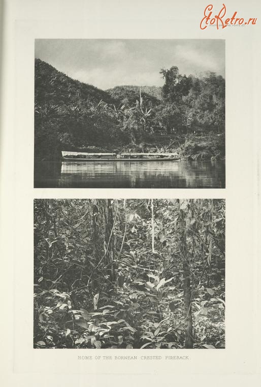 Разное - Дом борнейской хохлатой огнеспинки, 1918-1922