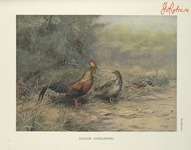 Разное - Цейлонская джунглевая курица, 1918-1922