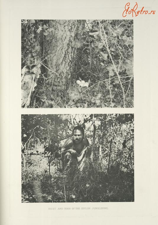 Разное - Гнездо и кладка яйц цейлонской джунглевой курицы, 1918-1922