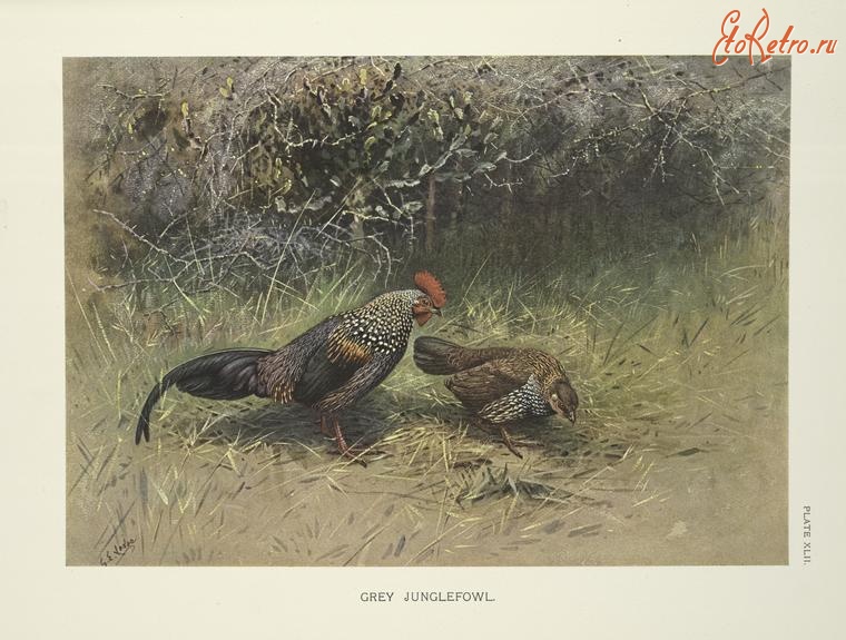 Разное - Серая джунглевая курица Gallus sonnerati, 1918-1962
