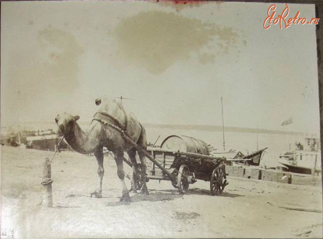 Балаково - Верблюд с телегой на берегу Волги