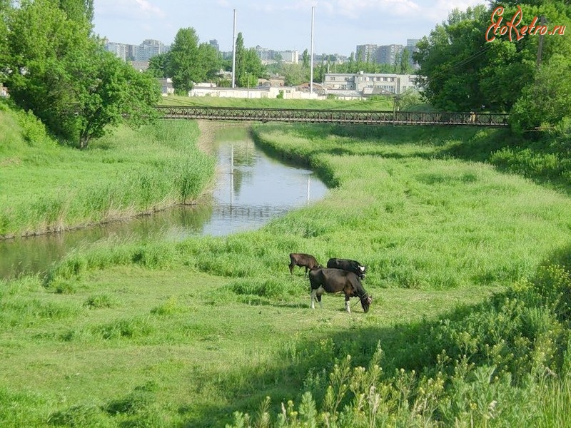 Луганск - Млекопитающие на Луганке