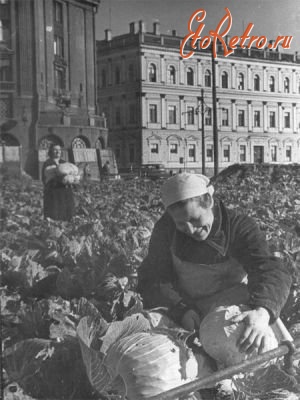 Санкт-Петербург - В блокаду все многие газоны, скверы, клумбы были отданы под выращивание овощей.