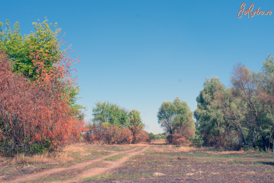 Киевская область - 2015 год (09.08.2015). Украина. Киевская область. Рожны. 2015. Ukraine. Kyiv Oblast. Rozhny.