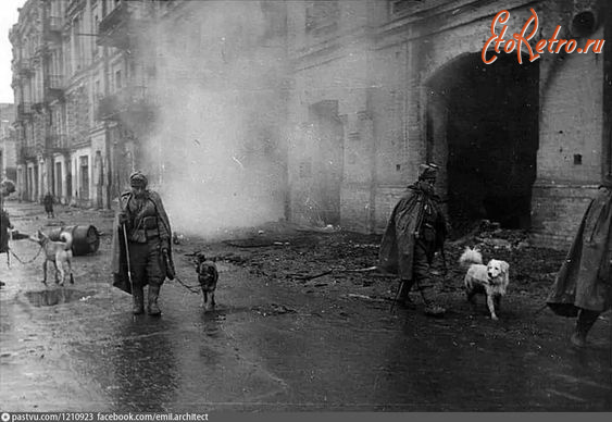 Киев - Сапери с собаками на улицах освобожденного Киева.