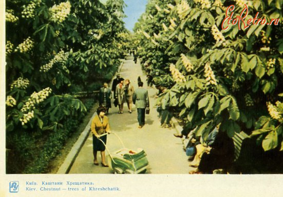 Киев - Київ.  Каштани Хрещатика.
