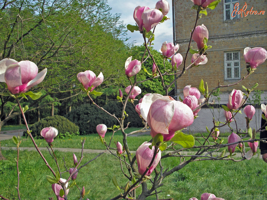 Киев - 2006 год (09.05.2006). Украина. Киев. Национальный ботанический сад имени Н. Н. Гришко НАН Украины. 09.05.2006. Ukraine. Kyiv. M. M. Hryshko National Botanical Garden.