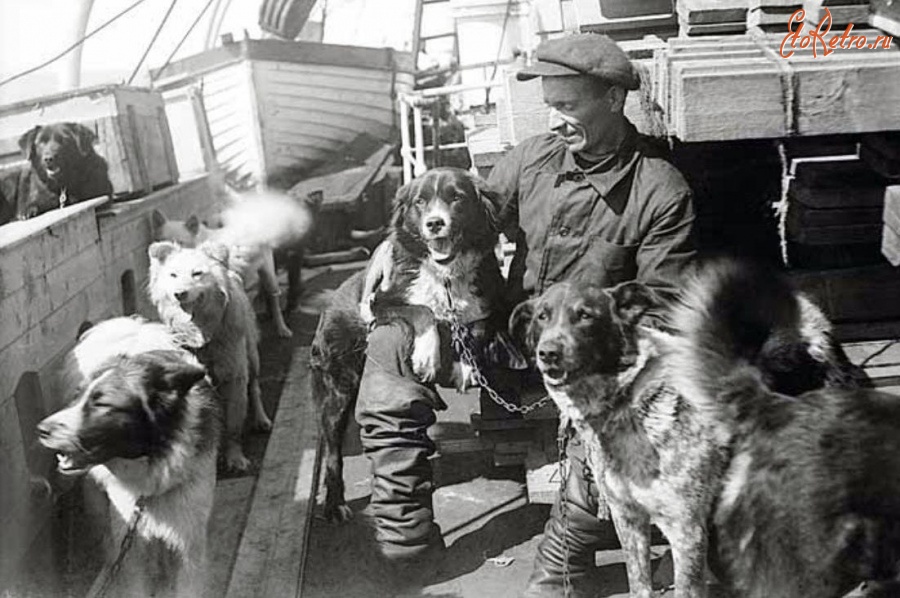 Архангельская область - Ездовые собаки — надежный транспорт Арктики. На борту экспедиционного судна, 1930 г.