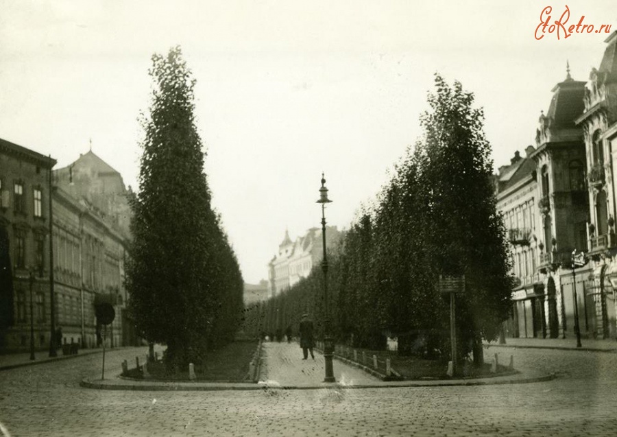 Львов - Львів.  Тополі на вул.Академічній (пр.Шевченка).