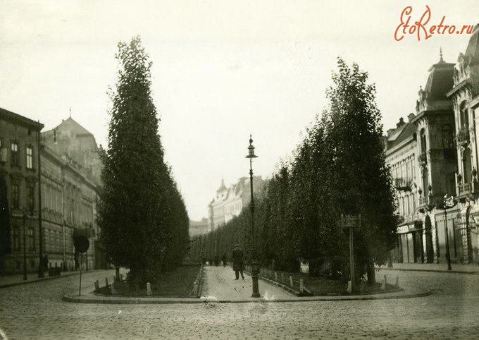 Львов - Львів.  Тополі на вул.Академічній.