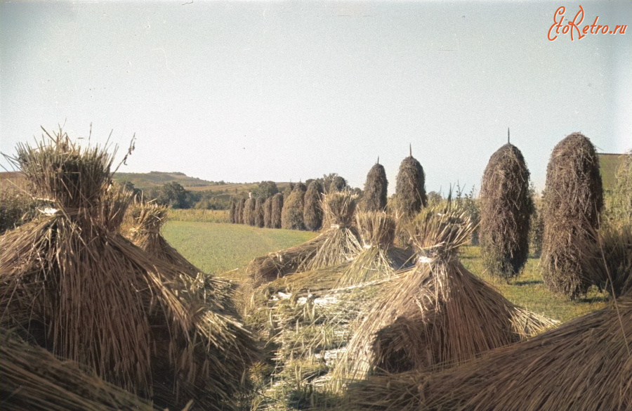 Косов - Косів  на фотографіях Генрика Поддембського. Копиці зерна і сіна.