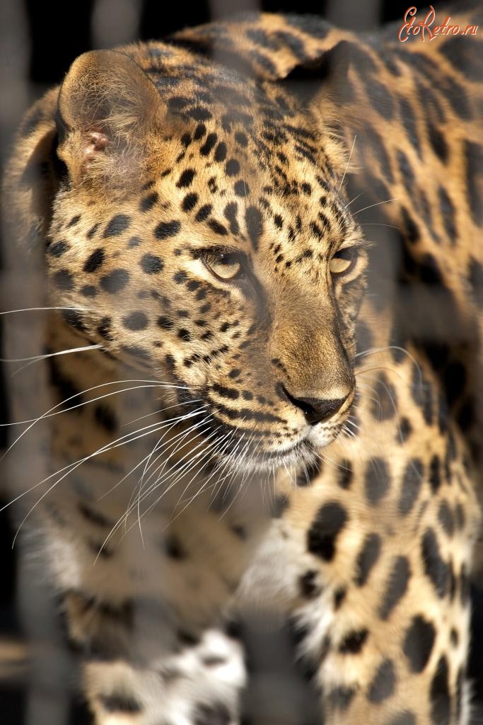 Трускавец - Трускавець. Леопард далекосхідний амурський в міні-зоопарку санаторія 