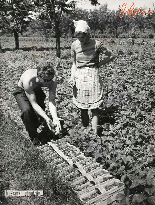 Трускавец - Трускавець.  Збирання трускавок (клубники) в полі.