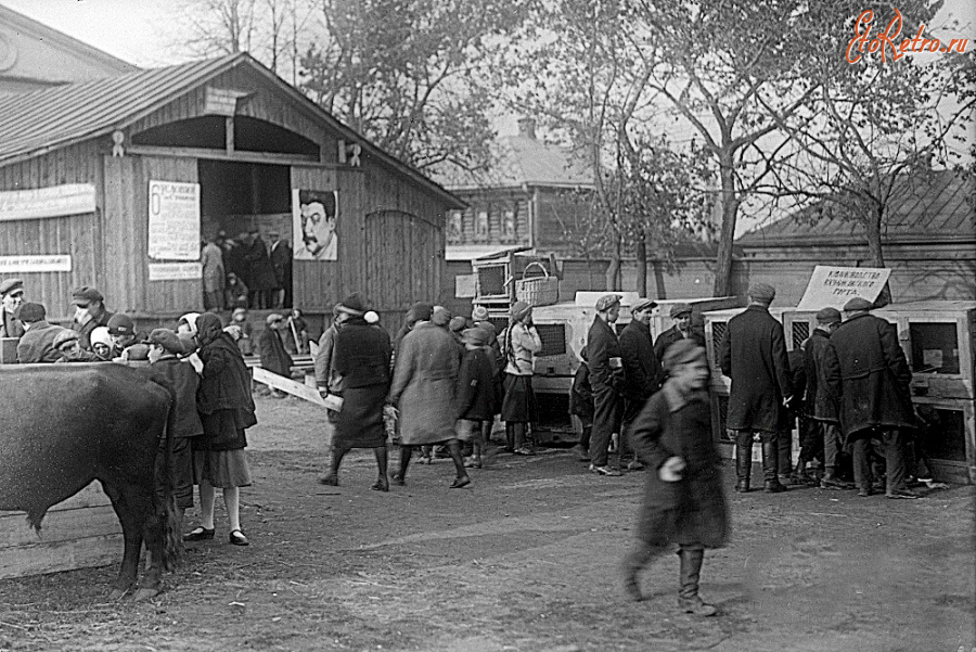 Вязники - Районная сельскохозяйственная выставка-ярмарка.