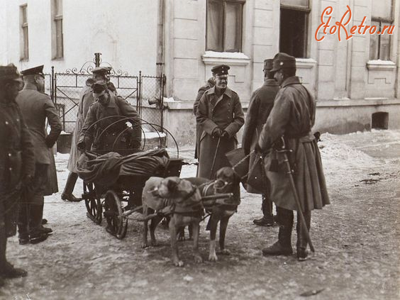 Бережаны - Галіція. Бережани.  Повозка-сани з собаками в австрійському війську.