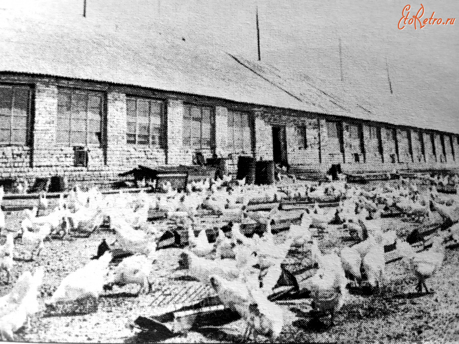 Эртиль - Деревня Буравцовка. Птицеферма.