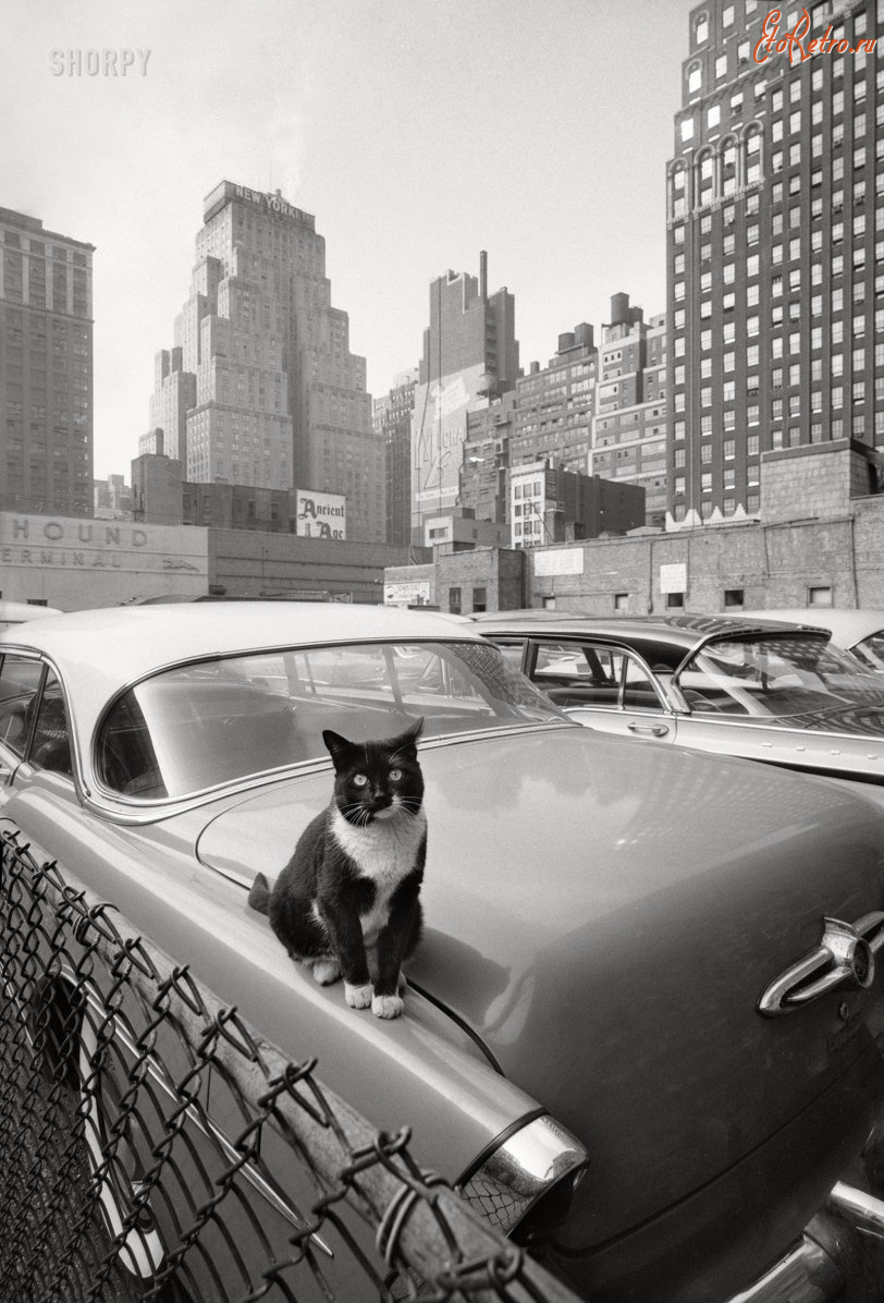 Нью-йоркский кот