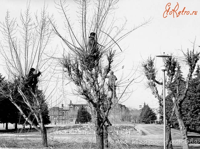 Саратов - Обрезка деревьев на Театральной площади