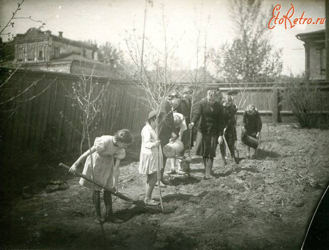 Саратов - Посадка вишен во дворе дома-музея Н.Г.Чернышевского