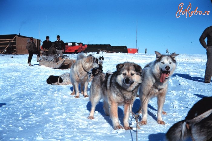 Штат Аляска - Собачья упряжка на острове Тигвариак
