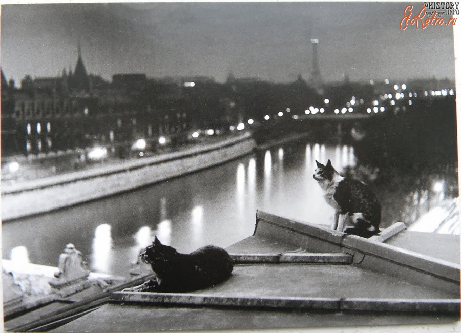 Париж - Коты и ночной Париж