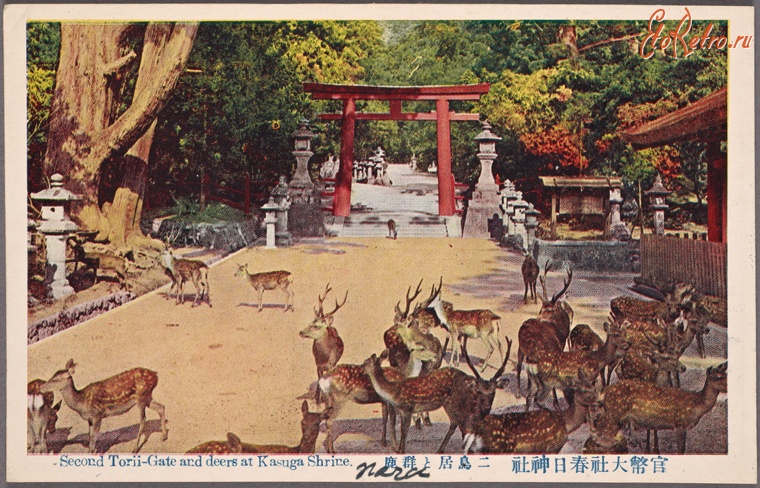 Япония - Ворота-тории и олени в храме Касуга Дзиндзя, 1915-1930