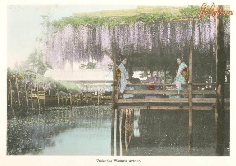 Япония - Беседка из цветущей глицинии в саду, 1910-1919