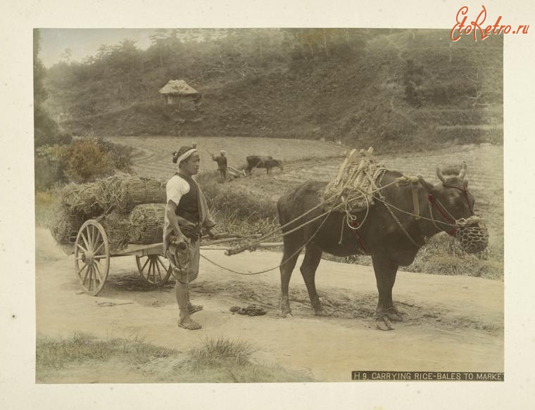 Япония - Японские крестьяне на уборке риса, 1890-1899