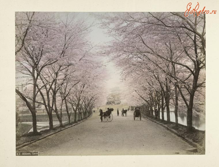 Токио - Вишнёвая аллея в Акасака, 1880-1890