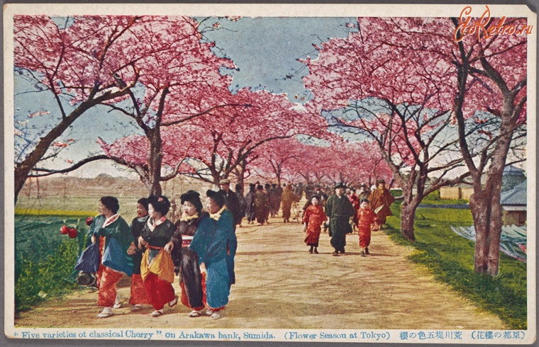 Токио - Пять разновидностей сакуры в Аракава, 1915-1930