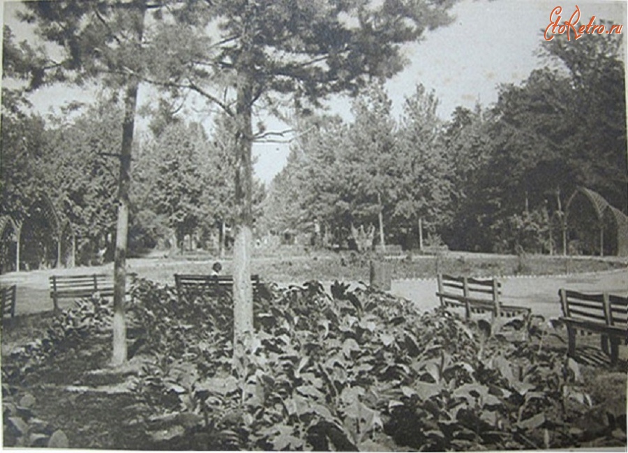 Алма-Ата - Алма-Ата. Парк. Центральная аллея. Фотограф И. Н. Панов. ~1929 г.